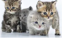 ISIS's Most Lethal Weapons: Kittens and Nutella