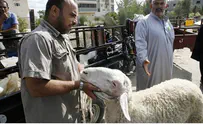 PA Negligence and Sheep Smuggling Cause Brucellosis Outbreak