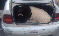 תמונות: 11 כבשים ועיזים - ברכב פרטי