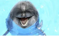 Dolphin Breaks Woman's Ankles, Punches Her Daughter