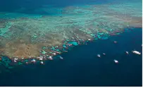Watch: The Great Barrier Reef Seen From a Turtle's Eyes