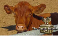 Temple Institute Raising a Genuine Red Heifer