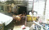 הסוסים והכבשים פונו מהחצר