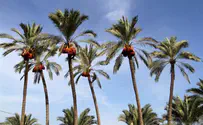 Israel's palm trees dying, present public hazard