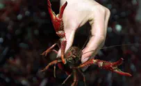 Australian crayfish terrorizing Israel's Yarkon River
