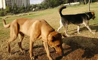 משרד החקלאות: לאסוף מזון לכלבים "בנטו"