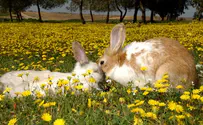 'Bloodthirsty' rabbit attacks animal shelter staff