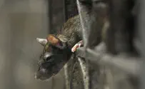 Air India flight held hostage over Iran - by a rat