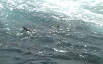 סכנת כרישים בחופי הארץ