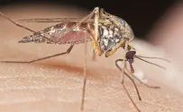 Zika vaccine may be ready this year