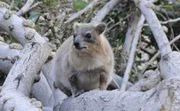 New species of ancient rodent discovered in the Negev