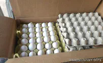 אלפי ביצים ללא פיקוח