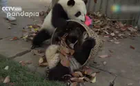 דובי הפנדה מסרבים להיפרד מעלי השלכת