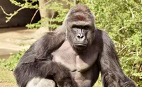 Watch: Zoo gorilla drags 4-year-old through moat
