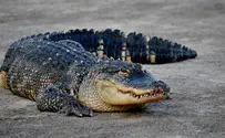 4-year-old bitten at crocodile farm in Arava; condition serious