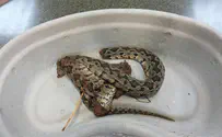 Man bitten by snake