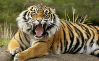 Тигры растерзали посетителя зоопарка. Видео