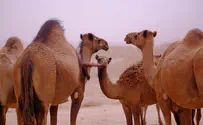 Agriculture Minister under fire for negligence on camel danger