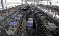 Israeli poultry infected with bird flu virus