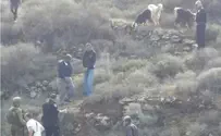 גנבי עדרים בשומרון נתפסו על חם