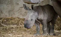 Rihanna the rhinoceros has first baby