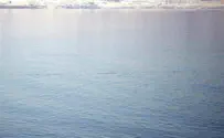 Редчайший кит впервые снят на видео