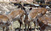 Watch: Violent clash in Esh Kodesh-between deer