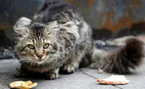 Россия официально трудоустраивает кошек
