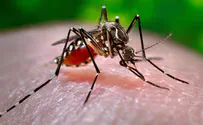 פוצח הגנום של יתוש קדחת הנילוס