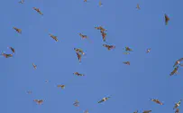 Rare: 40,000 Levant sparrowhawks fly over Eilat
