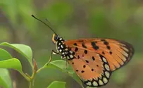 Millions of butterflies blanket Israel during annual migration