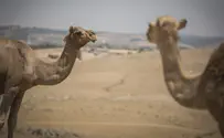 Смотрим: В чем повинны катарские верблюды