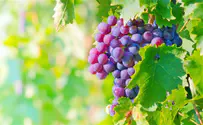 Love grapes? Watch out for phosphorus
