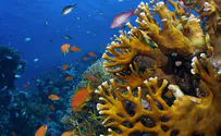 Scientists: Protect Gulf of Aqaba coral reefs from pollution