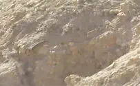 תיעוד: זאב רודף אחר גדי במדבר יהודה