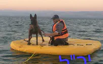 Israel Dog Unit essential in search for drowned man in Kinneret