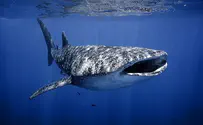 Watch: Whale shark comes within a few feet of swimmers off Eilat