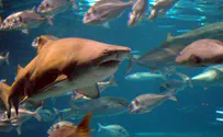 Goblin Shark: Fastest fish jaws in the ocean