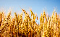 Israel to send $5 million of wheat to Sudan