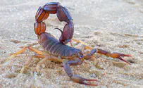 Baby stung by scorpion in serious condition