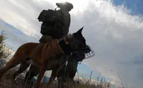 Боевой пес Зили, поймавший террориста-убийцу