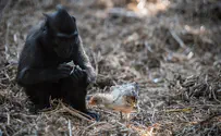 Loveless monkey adopts chicken at Israeli zoo