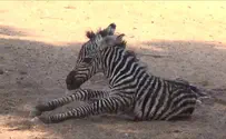 Watch: Baby zebra stands for the first time at Ramat Gan Safari