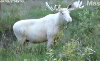 Watch: Rare sighting of white moose
