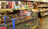 Watch rescued German Shepherd wheel grocery cart on hind legs