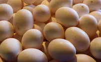 Report: 30% of Israel's eggs infected with salmonella