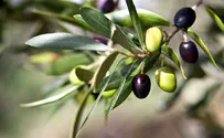 Поселенцы вырубают и жгут наши оливковые рощи!