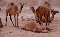 Knesset approves 'Camel Law'