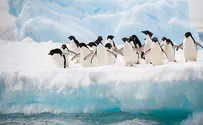 התגלתה מושבה ענקית של פינגווינים