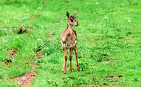 New fawn named after President Rivlin